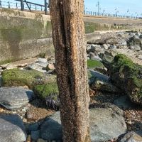 diving board post